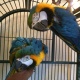 macaws-available-macaws-burhan