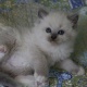 pedigree-gccf-registered-ragdoll-kittens-turkish-cat-adenzai
