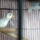 lovebirds-for-sale-lovebirds-abbottabad-2