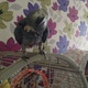 african-grey-for-sale-other-lahore