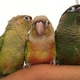 parrots-parrot-eggs-and-feathers-sun-conure-lahore-2