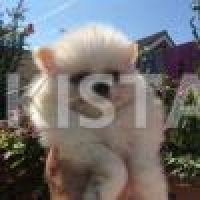 pom-pups-from-champion-bloodlines-kc-reg-pomeranian-adenzai