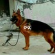 pedigreed-german-shepherd-dog-german-shepherd-sargodha-2