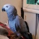 african-grey-female-still-looking-for-a-home-09-09-2016-other-basirpur