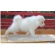 male-and-female-samoyed-puppies-now-ready-other-amir-pur-sadat
