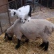 afortabel-shep-goat-for-sale-other-awaran-2