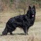 black-german-shepherd-dog-for-sale-serious-buyer-only-contact-me-german-shepherd-quetta-15