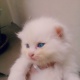 very-cute-persian-kittens-persian-cats-lahore-1