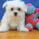pedigree-gccf-registered-maltese-puppies-maltese-adenzai