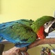 talking-intrligent-and-good-for-homies-macaws-lala-musa-3