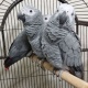 pure-african-grey-african-grey-parrot-abadi-jalalpur-pirwala-2