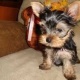 registered-yorkshire-puppies-for-re-homing-yorkshire-terrier-abbottabad
