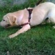 golden-lab-for-sale-labrador-retriever-lahore