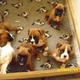 beautiful-boxer-puppies-other-islamabad