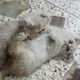 persian-couple-kittens-persian-cats-karachi-4