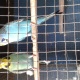 crust-exhibition-pairs-for-sale-australian-budgies-lahore
