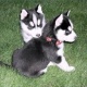 two-siberian-husky-puppies-other-abdul-hakim