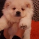 beautiful-chow-chow-puppies-other-bherowal