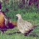 ring-neck-phesant-ring-necked-pheasant-lahore-2