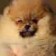 pomeranian-boo-male-puppy-pomeranian-ahmadpur-4