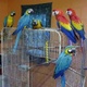 parrots-african-grey-cokatoos-exotic-bird-and-fertile-eggs-for-sale-african-grey-parrot-dijkot