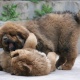 three-tibetan-mastiff-puppies-for-adoption-14-other-mardan