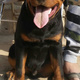 rottweiler-9-months-rottweiler-sialkot-2