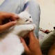 1-5-months-old-kitten-for-sale-persian-cats-rawalpindi-3