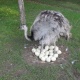 ostrich-chicks-parrots-and-eggs-macaws-allah-abad