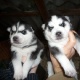happy-siberian-husky-puppies-other-adenzai