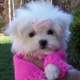 tea-cup-maltese-puppies-still-available-maltese-abbas-nagar-1