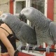 parrot-for-sale-african-grey-parrot-bagh-o-bahar