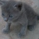 norway-breed-kitten-for-sale-the-abyssinian-lahore