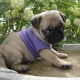 super-adorable-akc-pug-pups-for-adoption-pug-adenzai