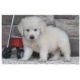 golden-retriever-puppies-for-sale-other-akora-khattak