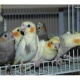 parrot-for-sale-african-grey-parrot-badin