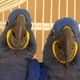trained-and-tamed-hyacinth-macaw-parrots-for-free-adoption-other-chelian-wali