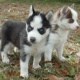 gorgeous-siberian-husky-puppies-other-abdul-hakim