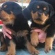 german-rottweiler-puppies-for-adoption-other-alipur-chatta