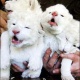 cheetahs-white-siberian-tigers-and-lion-cubs-for-sale-persian-cats-abbas-nagar