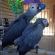 african-grey-african-grey-parrot-ali-pur