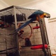 blue-and-gold-macaw-other-lahore