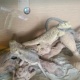 bearded-dragons-male-and-female-other-wari