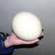 fertlised-ostrich-eggs-for-sale-macaws-wazirabad
