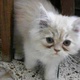 persian-couple-kittens-persian-cats-karachi-7