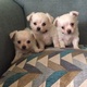 male-and-female-chihuahua-puppies-for-adoption-other-akora-khattak