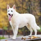 white-swiss-shepherd-other-lahore-2