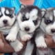 akc-registered-siberian-husky-puppies-other-allah-abad