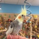 cockatiel-129958-other-islamabad
