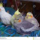 parrot-for-sale-african-grey-parrot-abbottabad